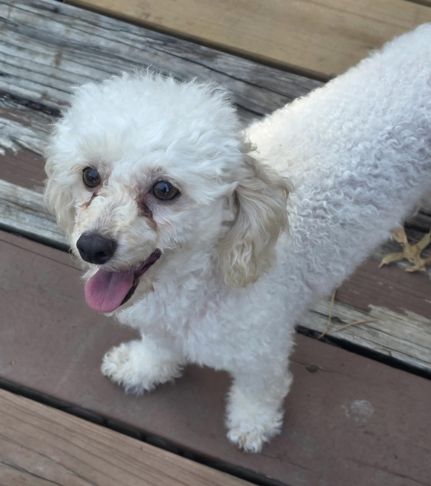 Mary, an adopted Poodle in Overland Park, KS image 2/3