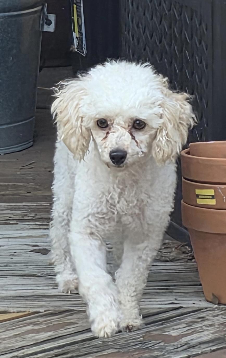 Mary, adopted, Adult Female Poodle.