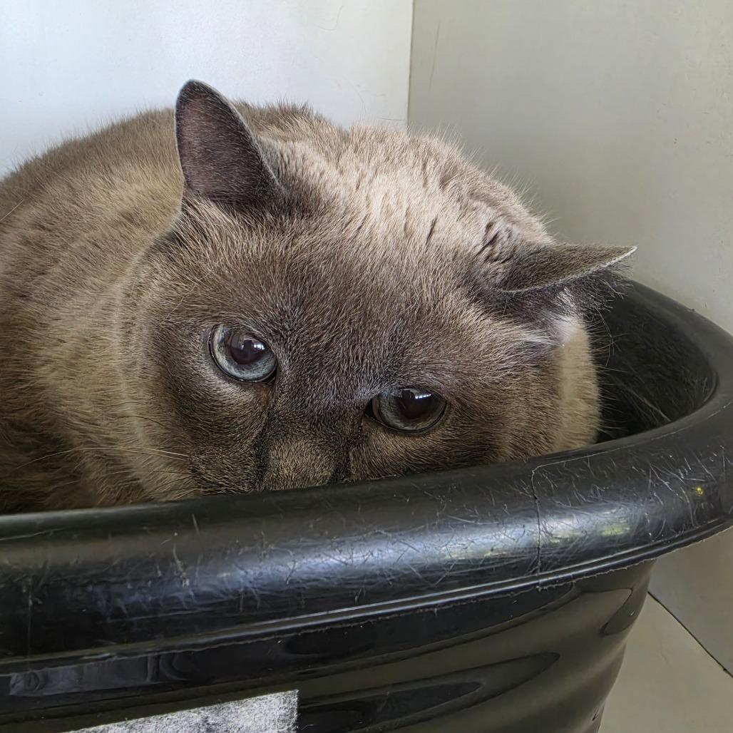 Meeka **Off-Site Foster Home**, a Adoptable Domestic Short Hair in Troy, IL image 1/3