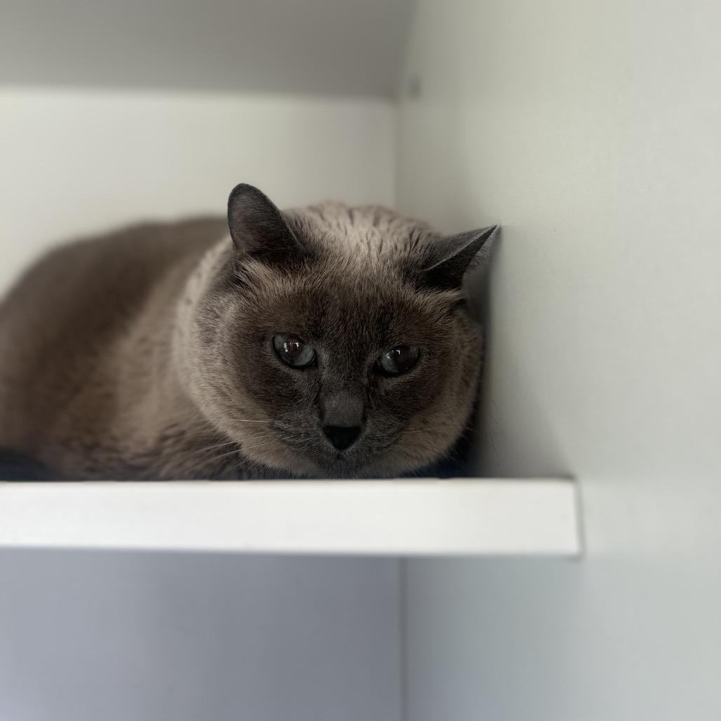 Meeka **Off-Site Foster Home**, a Adoptable Domestic Short Hair in Troy, IL image 3/3