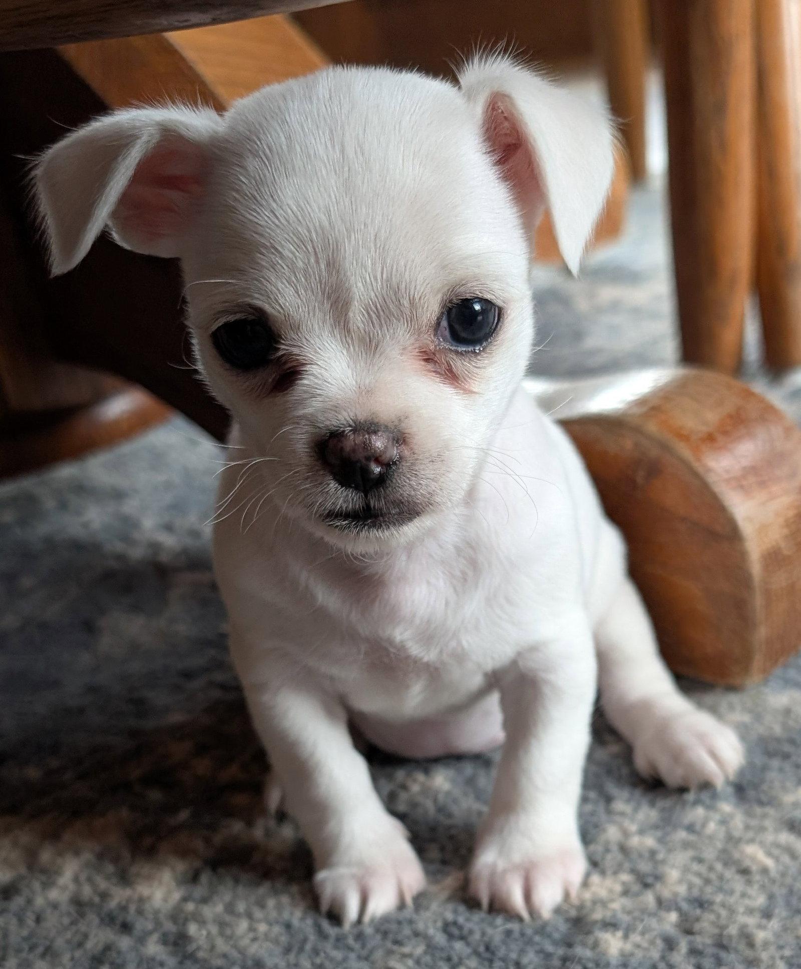 Sylvie, Adoptable, Puppy Female Maltese & Chihuahua.