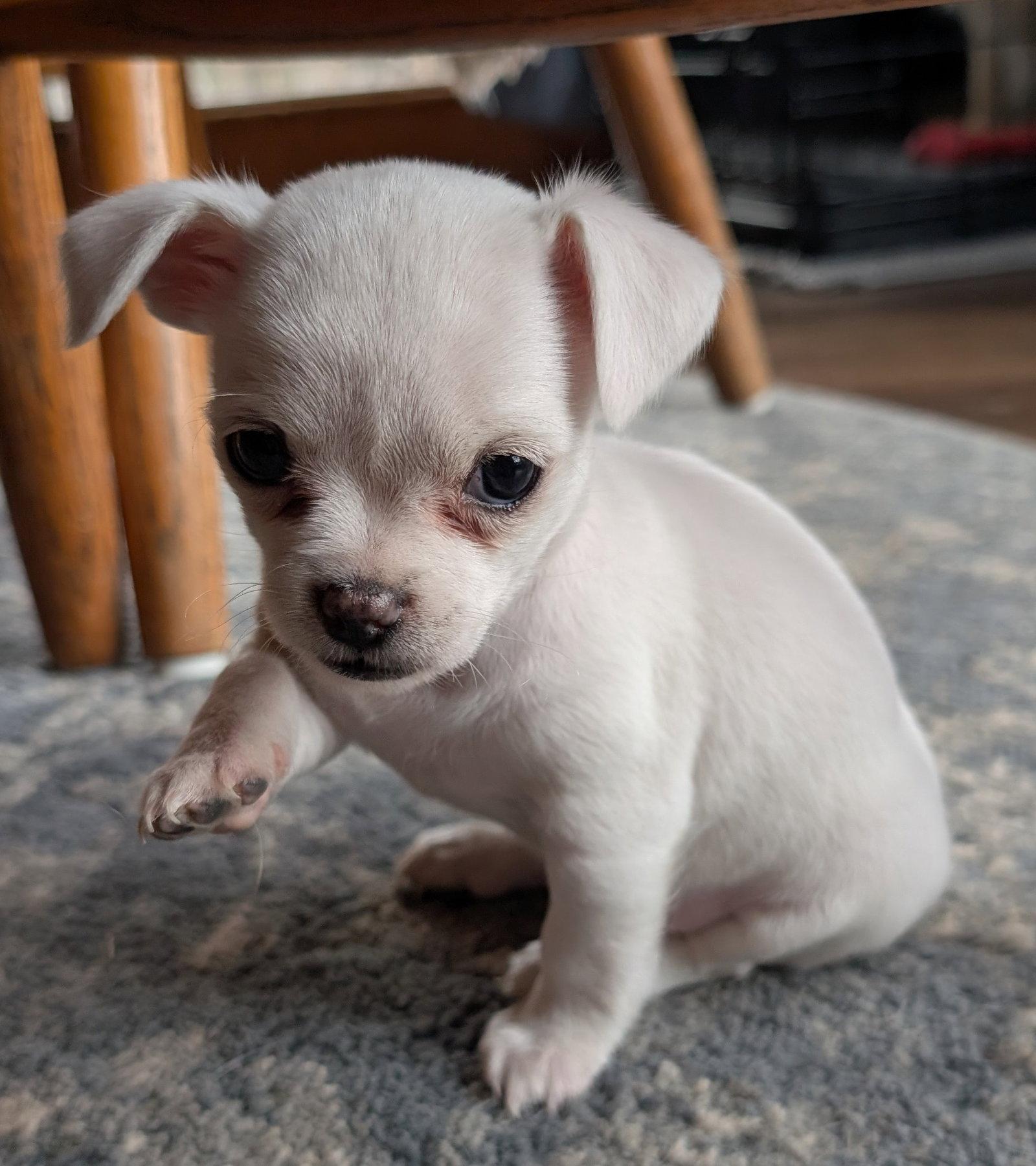 Enlarge Sylvie, a Adoptable mixed breed in West Des Moines, IA image 2/3