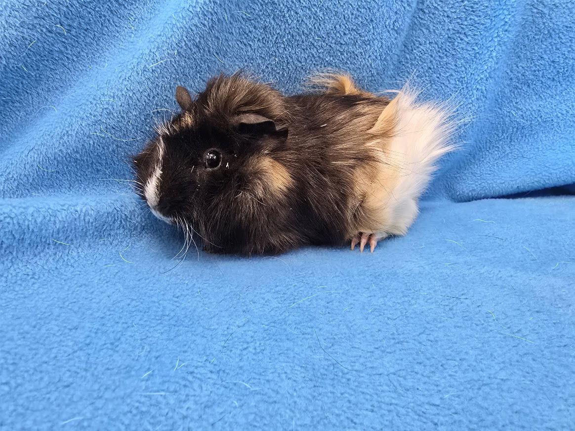 Roux, Adoptable, Baby Female Guinea Pig.