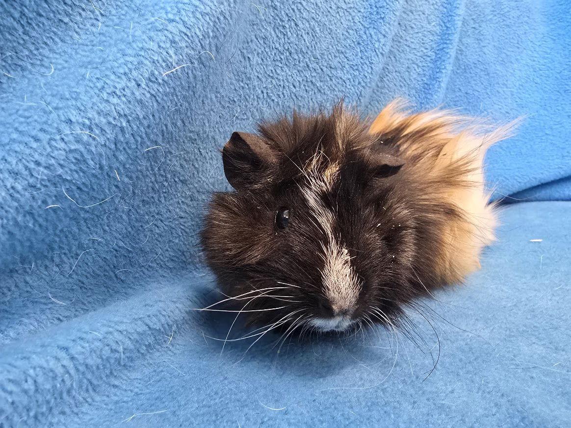 Enlarge Roux, a Adoptable Guinea Pig in Baton Rouge, LA image 2/3