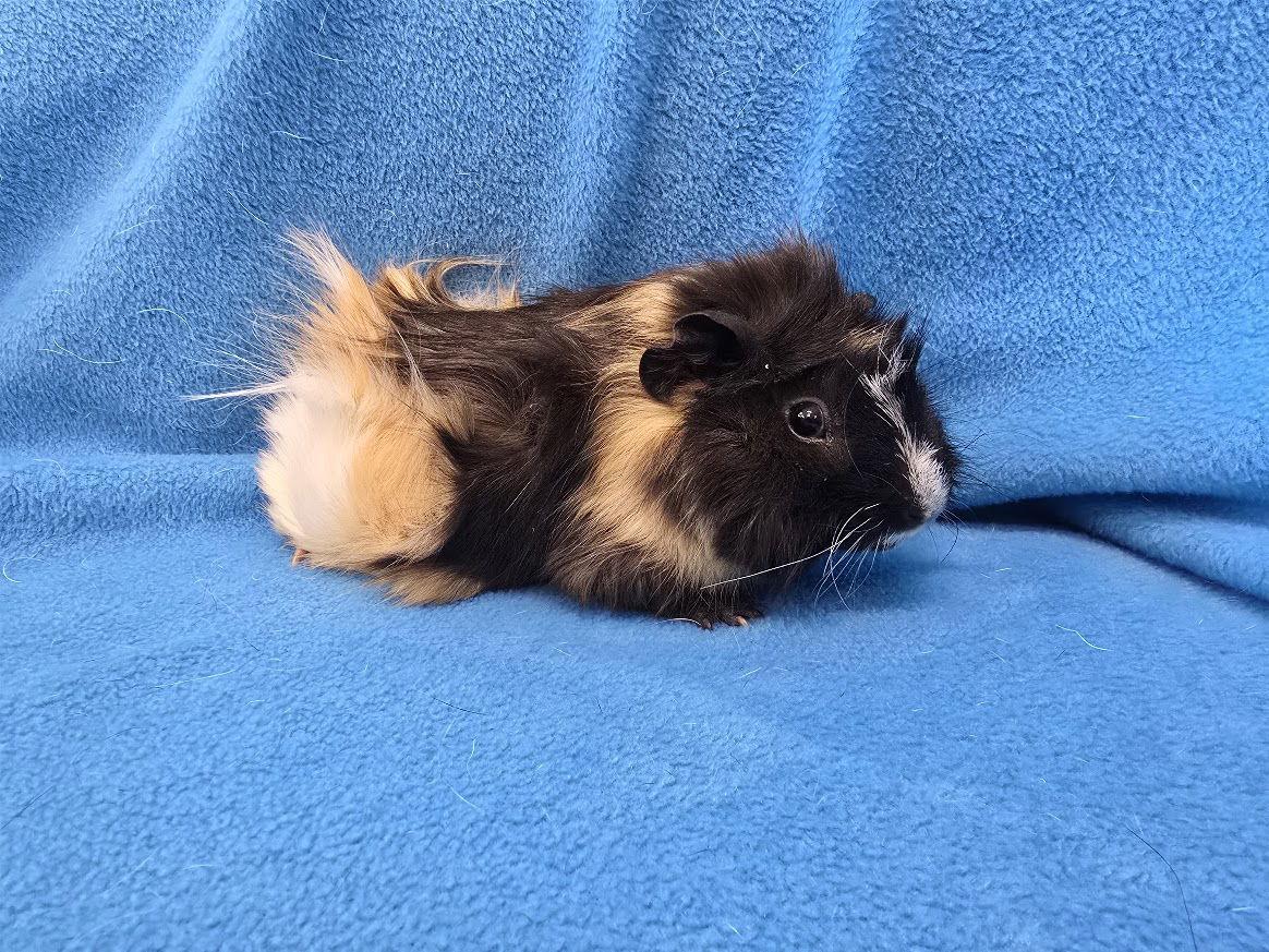 Enlarge Roux, a Adoptable Guinea Pig in Baton Rouge, LA image 3/3