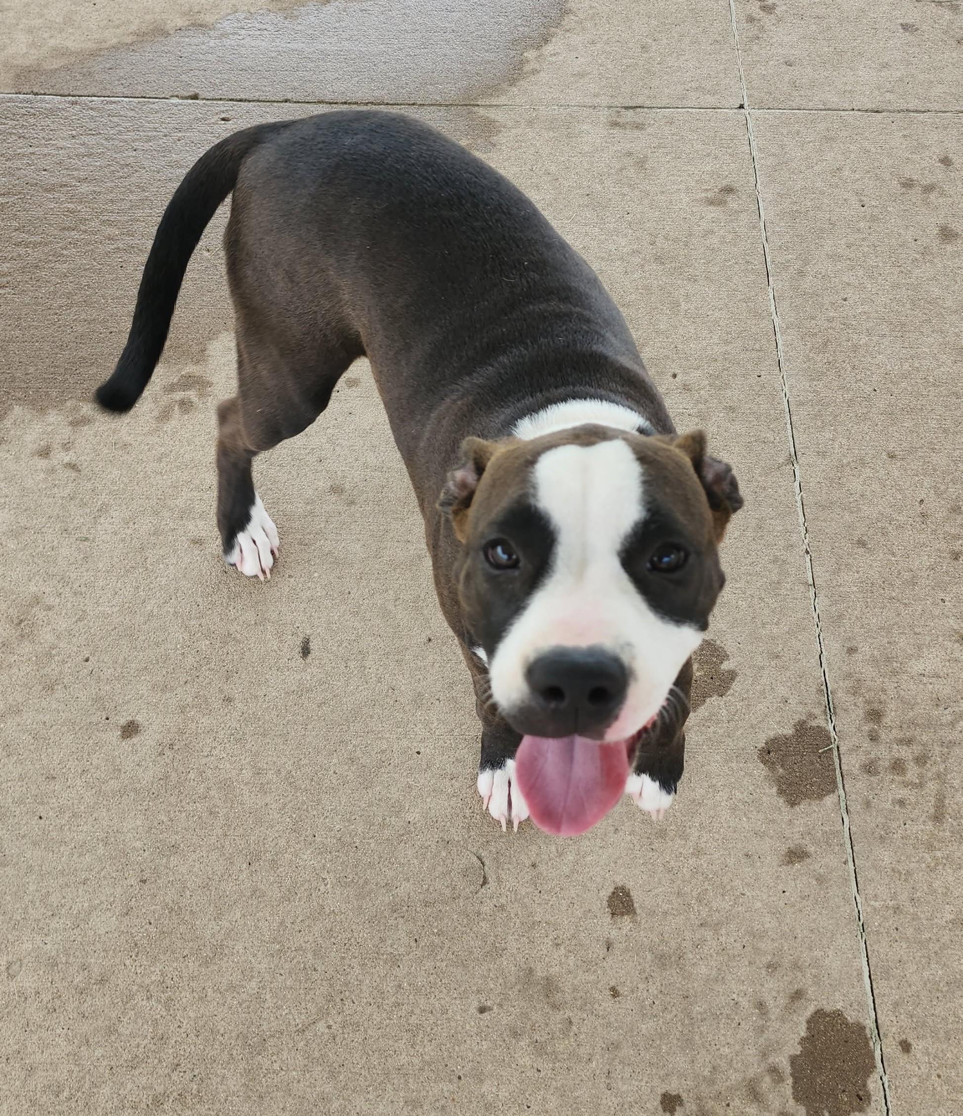 Enlarge Lovie, a Adoptable mixed breed in Fairfield, IA image 1/1