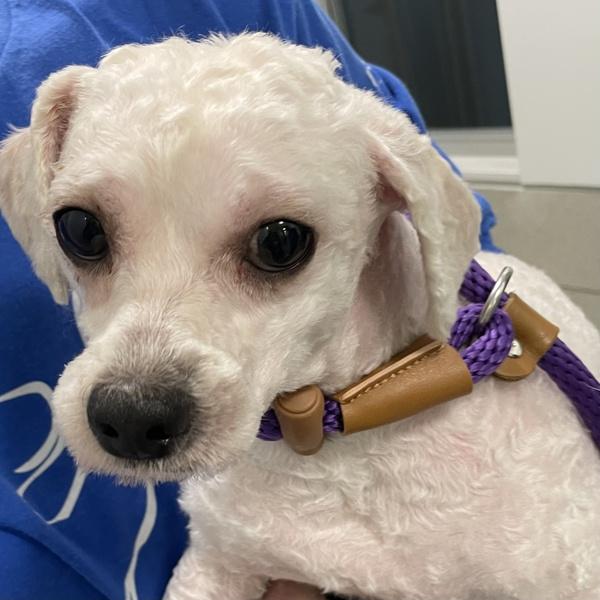 Enlarge Wellington, a Adoptable mixed breed in Des Moines, IA image 1/1