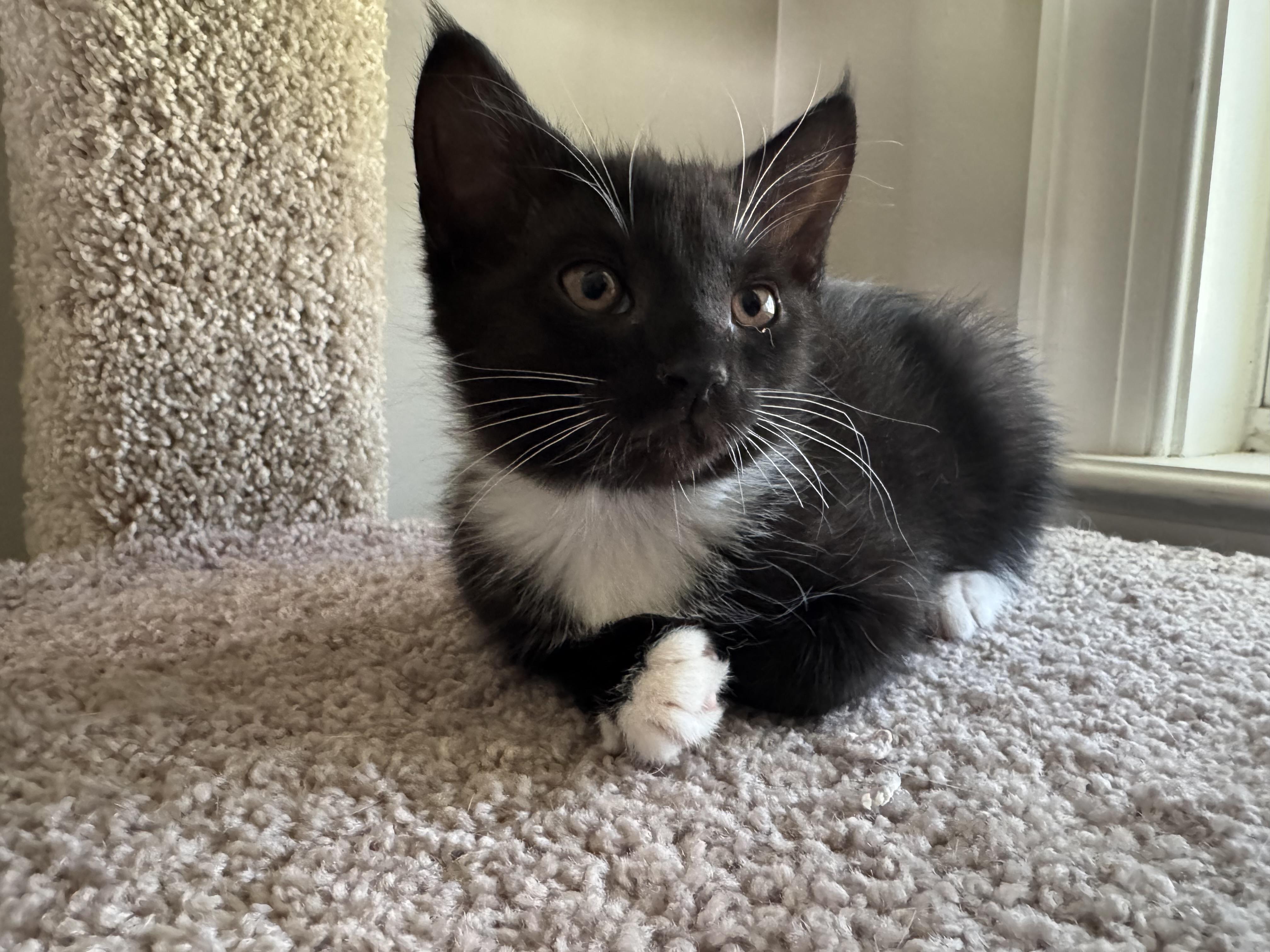Tajin, a Adoptable Domestic Medium Hair in Little River, SC image 1/3