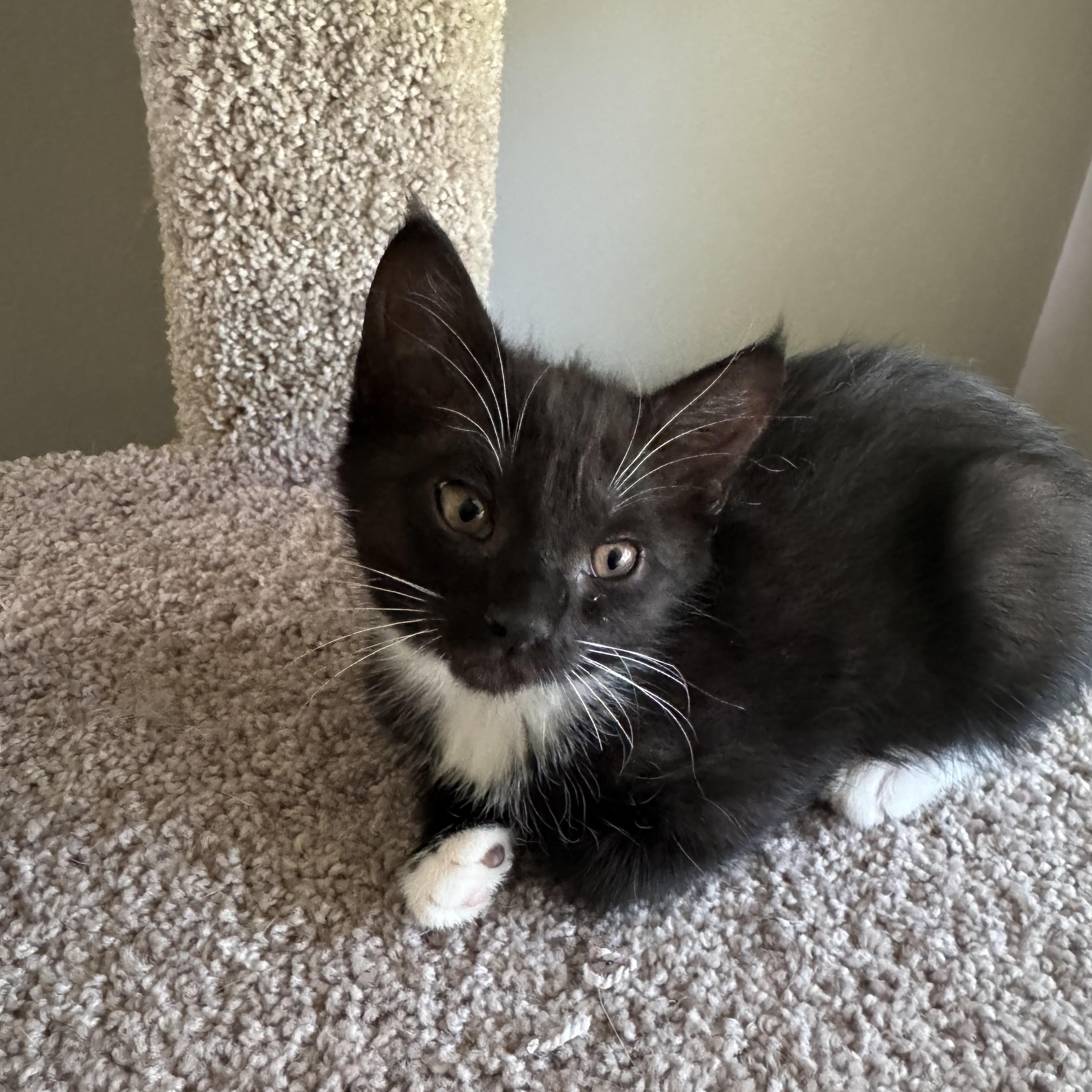 Tajin, a Adoptable Domestic Medium Hair in Little River, SC image 2/3