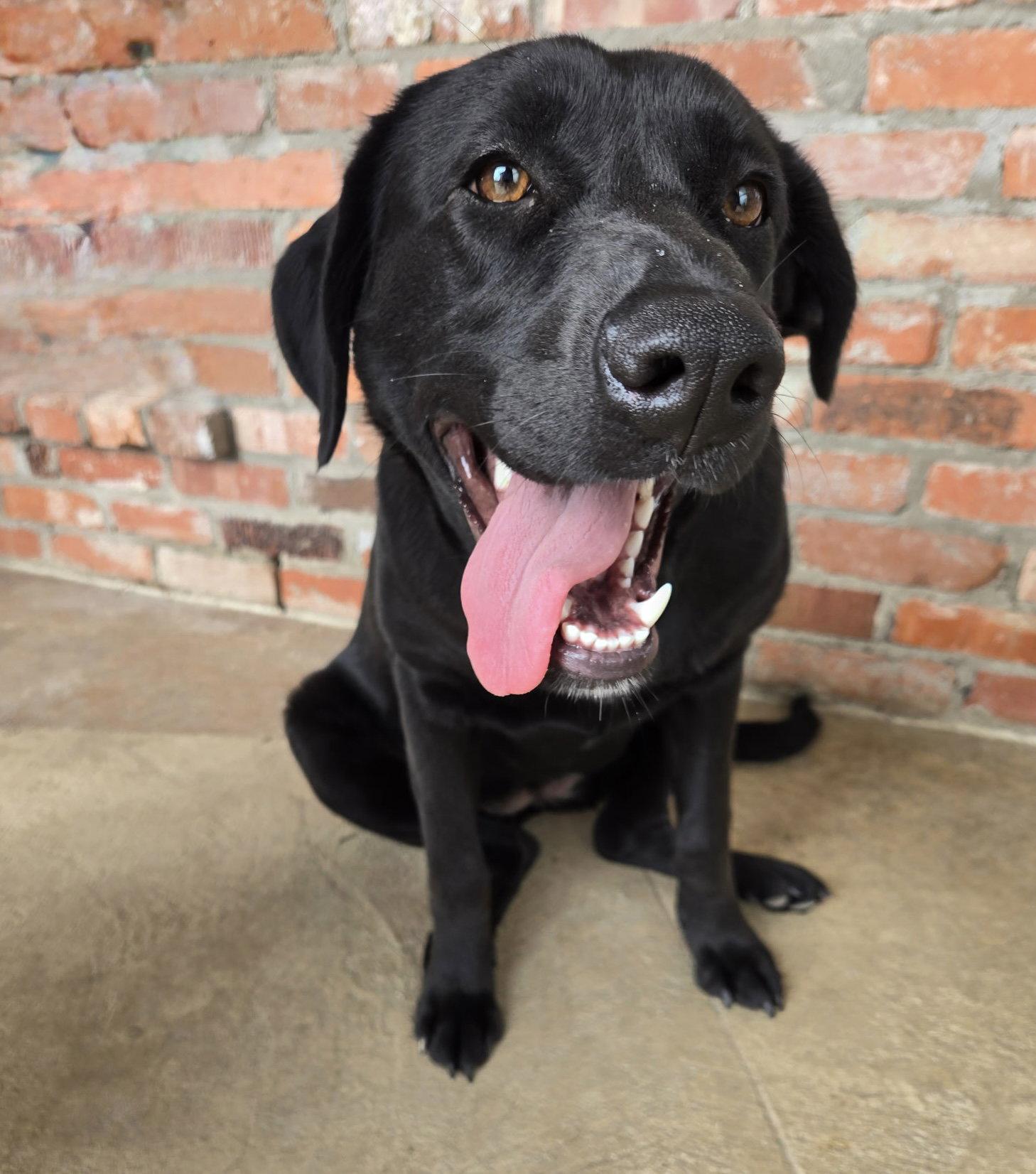 Enlarge Sienna, a Adoptable Labrador Retriever in Denton, TX image 1/3