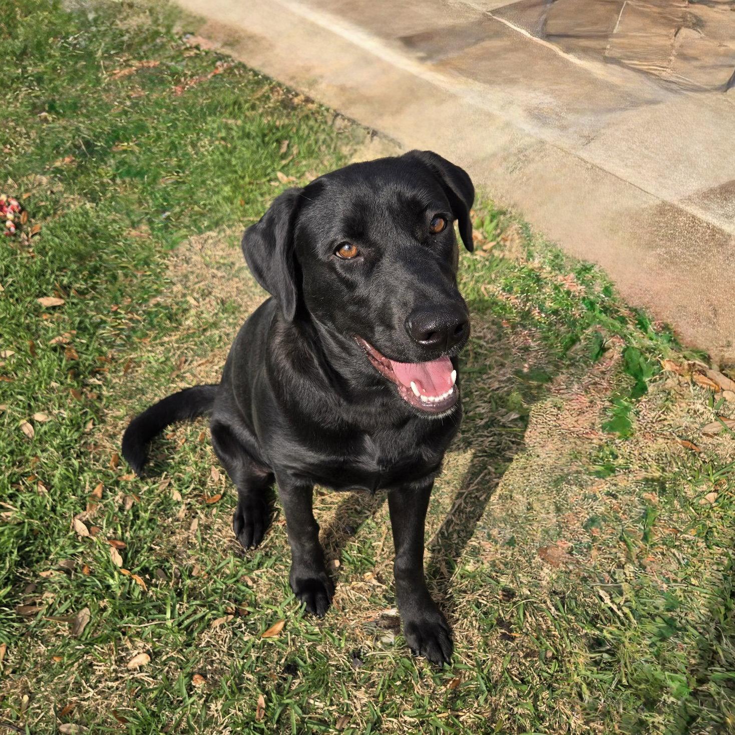 Enlarge Sienna, a Adoptable Labrador Retriever in Denton, TX image 2/3