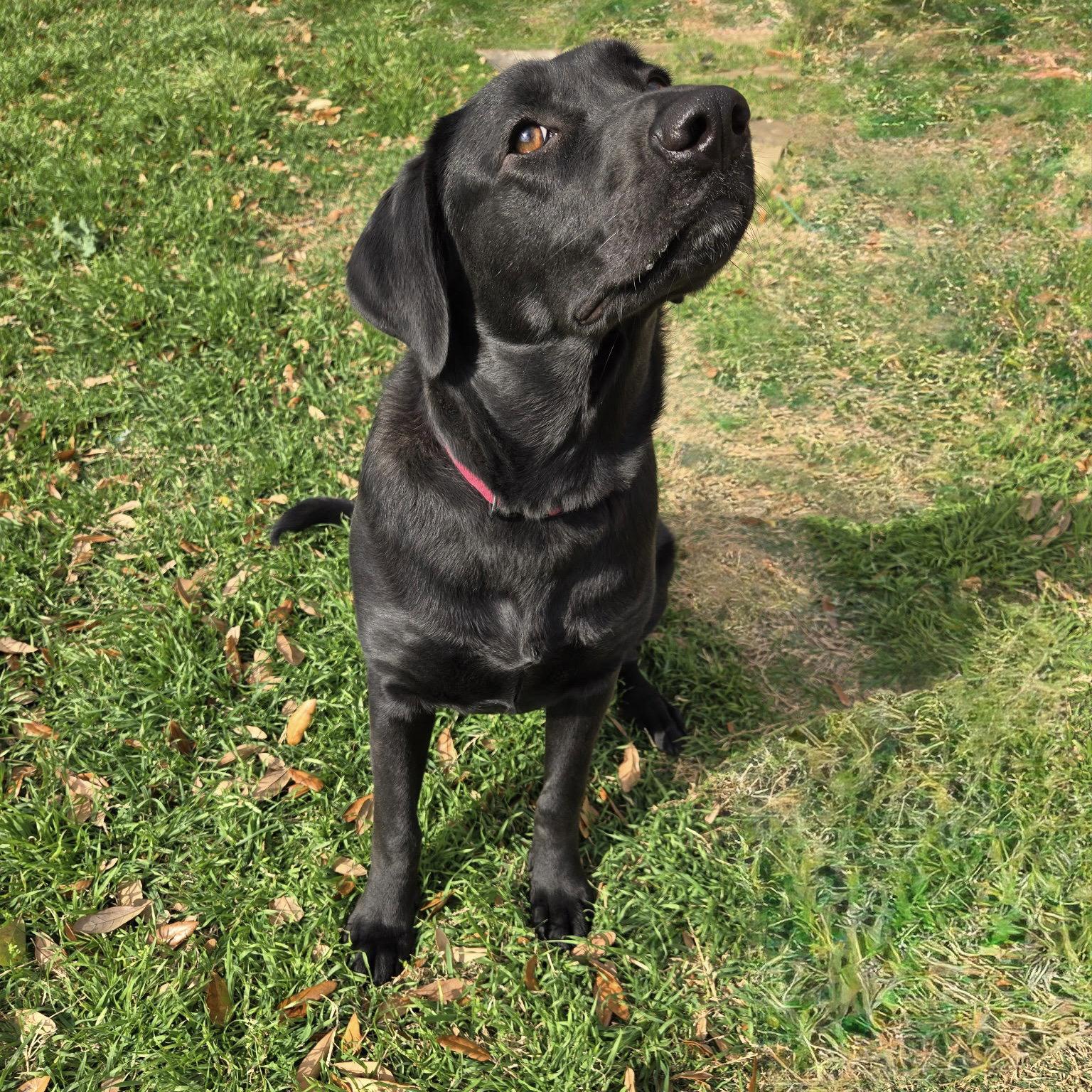 Enlarge Sienna, a Adoptable Labrador Retriever in Denton, TX image 3/3