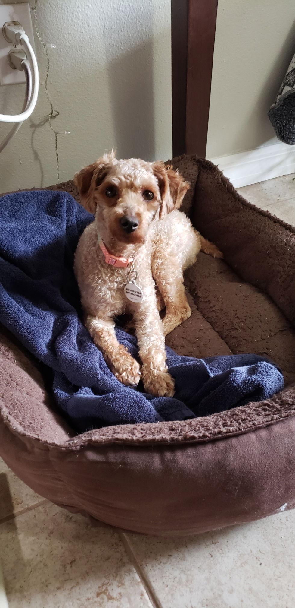 Noodles, a Adopted Poodle in Osteen, FL image 1/2