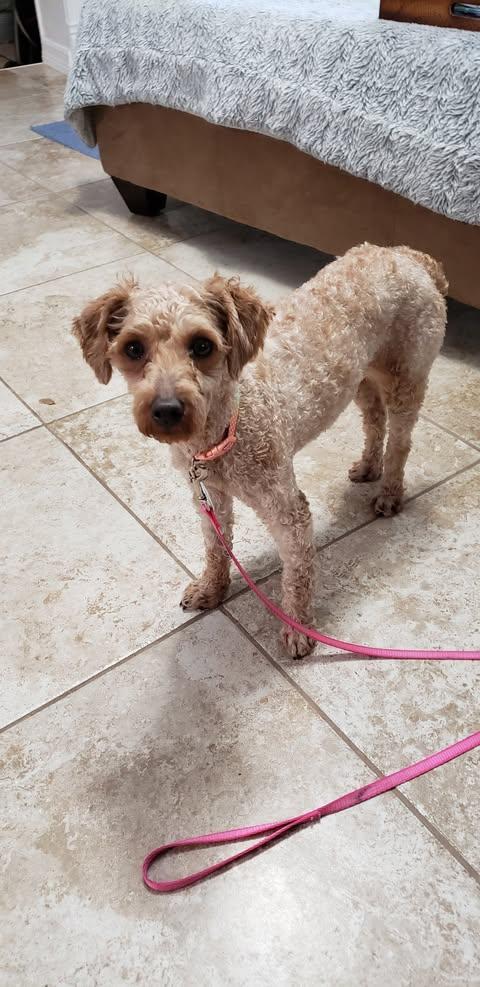 Noodles, a Adopted Poodle in Osteen, FL image 2/2