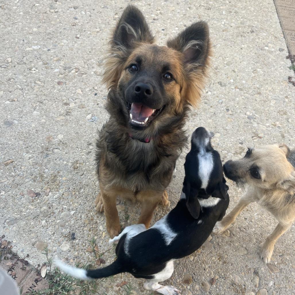 Azara, Adoptable, Adult Female Chow Chow & Shepherd.
