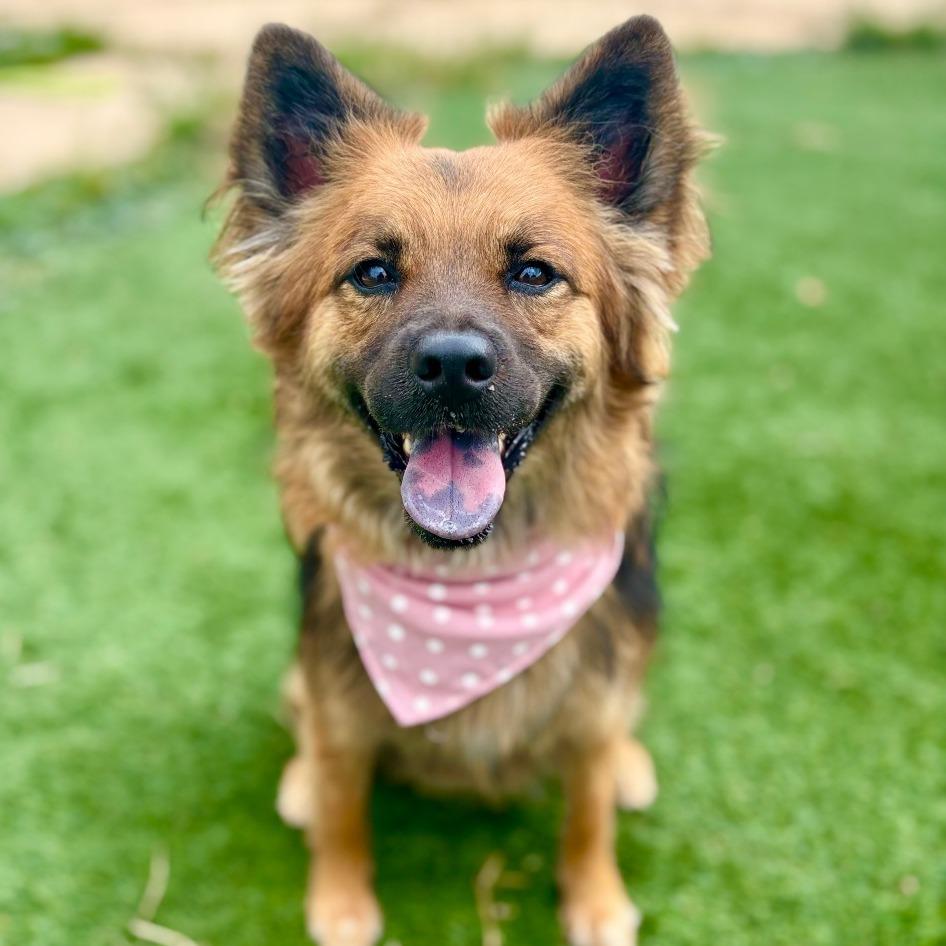 Azara, a Adoptable mixed breed in Fredericksburg, TX image 2/6