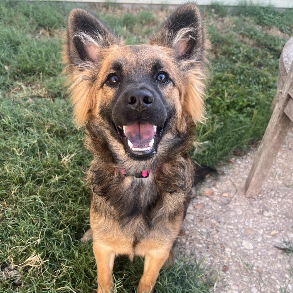 Azara, a Adoptable mixed breed in Fredericksburg, TX image 3/6