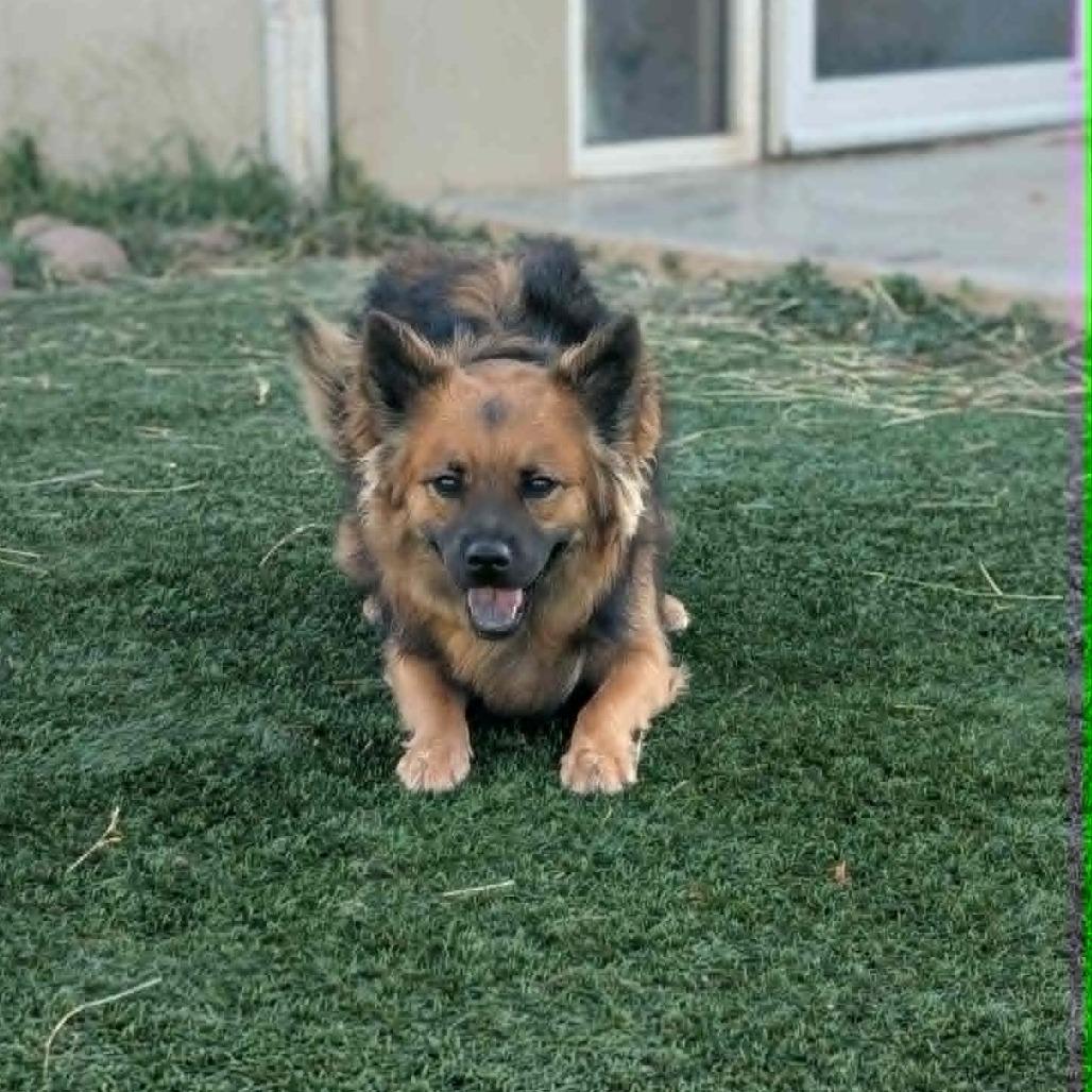 Azara, a Adoptable mixed breed in Fredericksburg, TX image 4/6