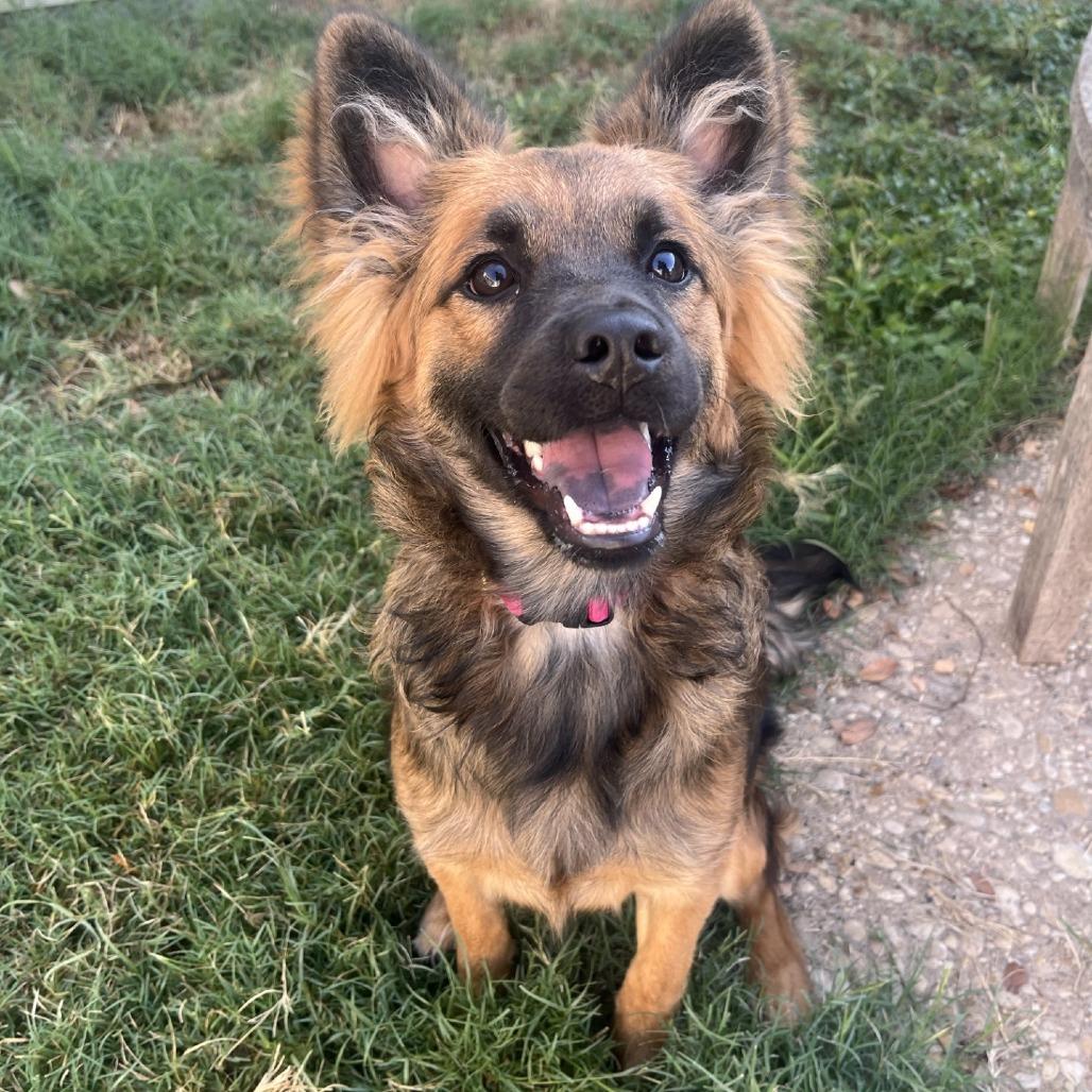 Azara, a Adoptable mixed breed in Fredericksburg, TX image 5/6