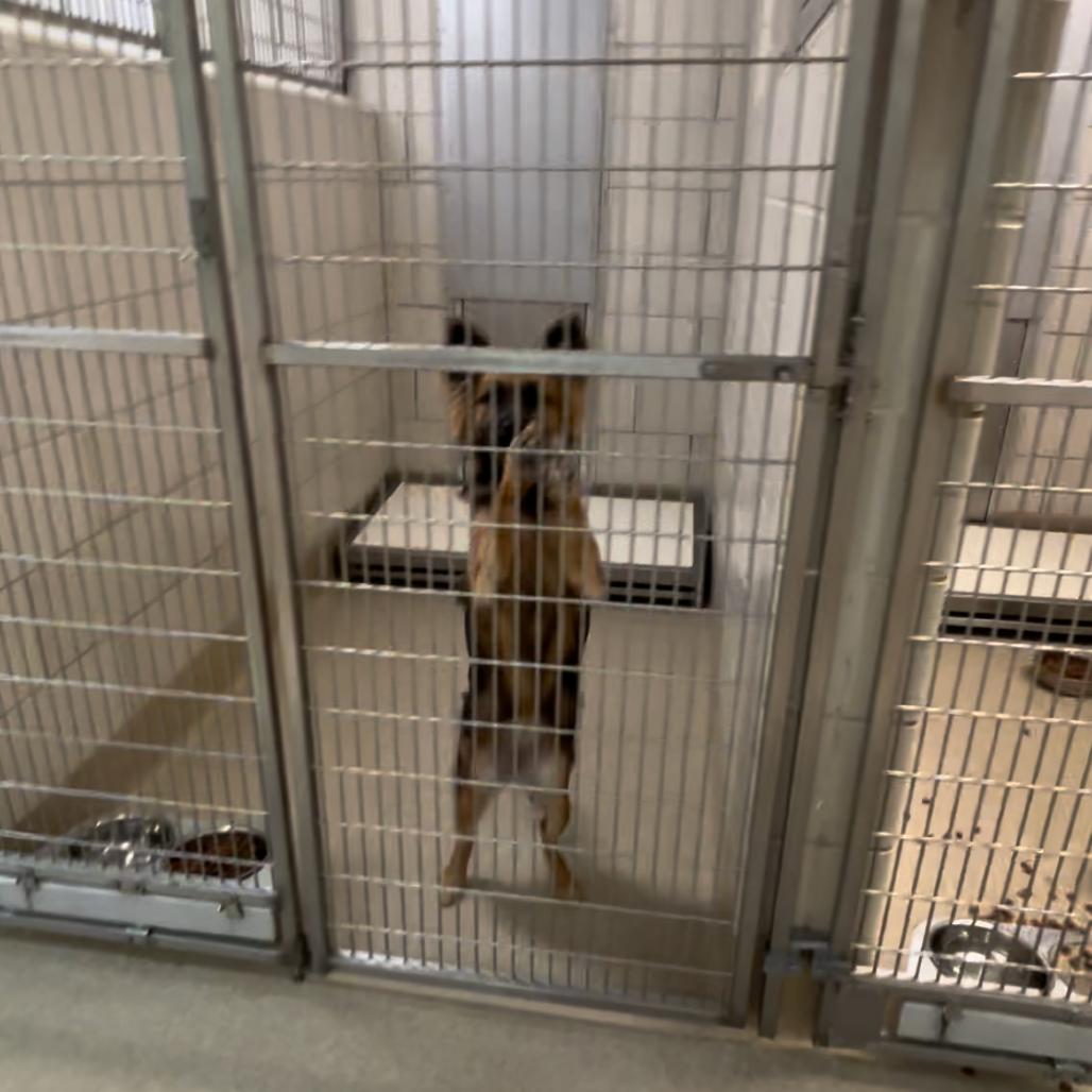 Azara, a Adoptable mixed breed in Fredericksburg, TX image 6/6