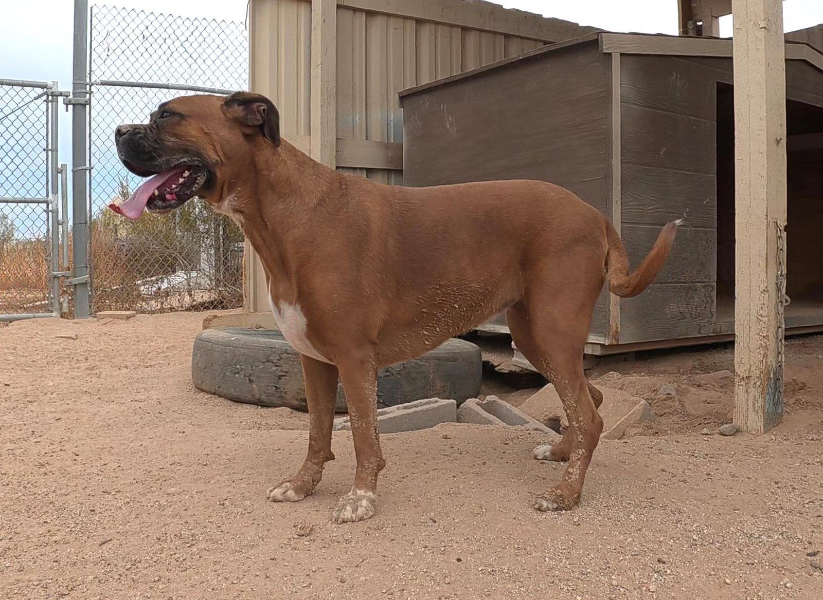 Jazzy, Adopted, Adult Female Boxer.
