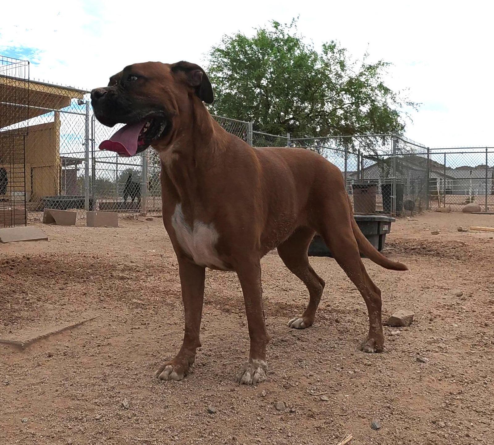 Jazzy, a Adopted Boxer in Queen Creek, AZ image 2/3