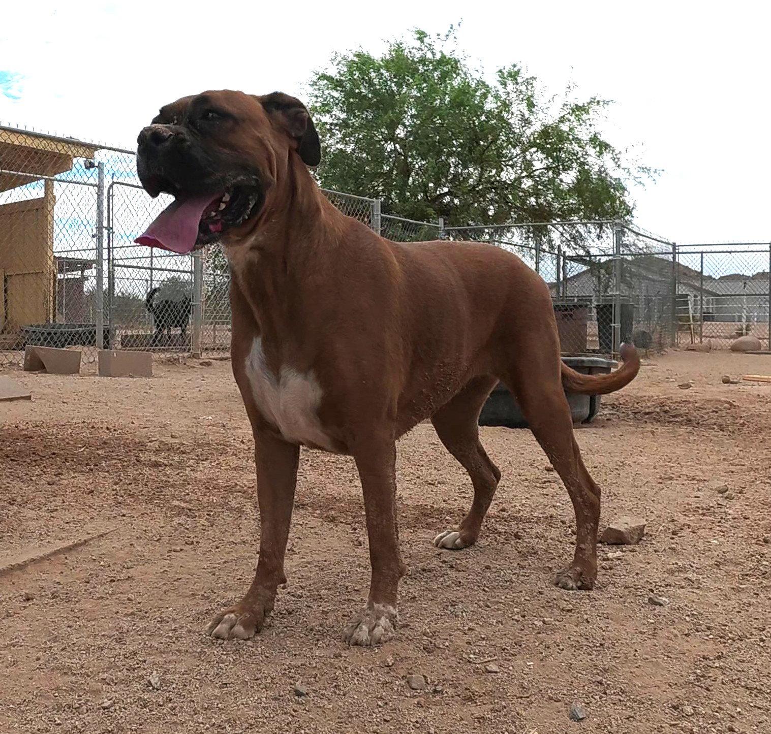 Jazzy, a Adopted Boxer in Queen Creek, AZ image 3/3