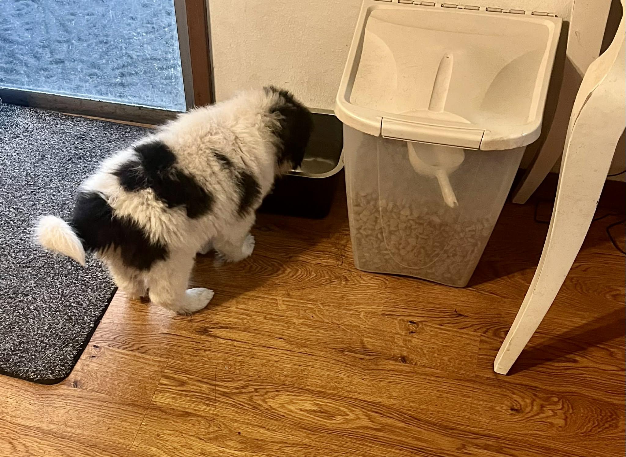 Enlarge August, a ADOPTABLE mixed breed in Port Angeles, WA image 2/3