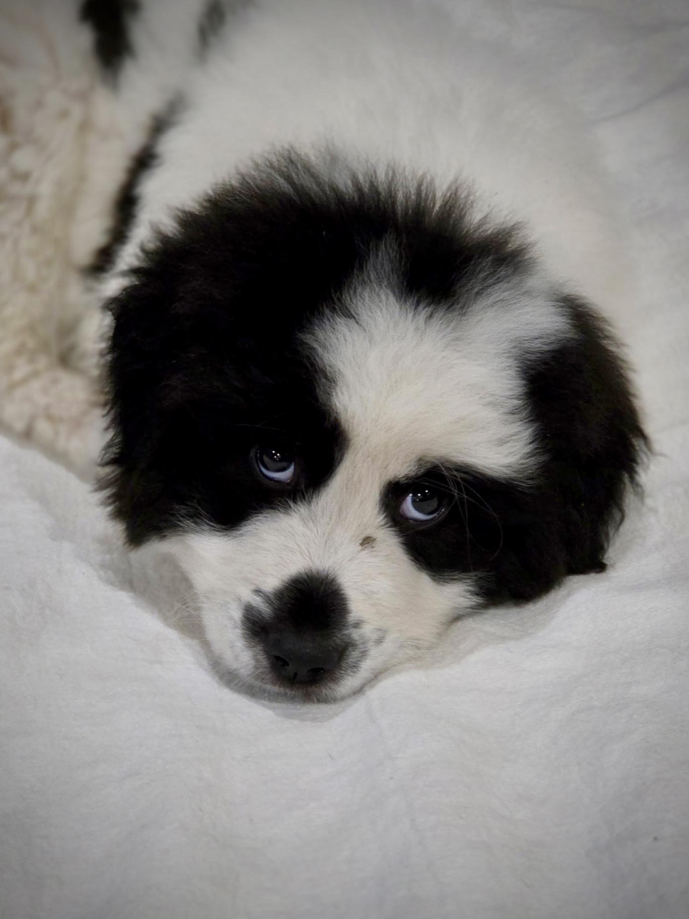 August, ADOPTABLE, Puppy Female Maremma Sheepdog & Shepherd.