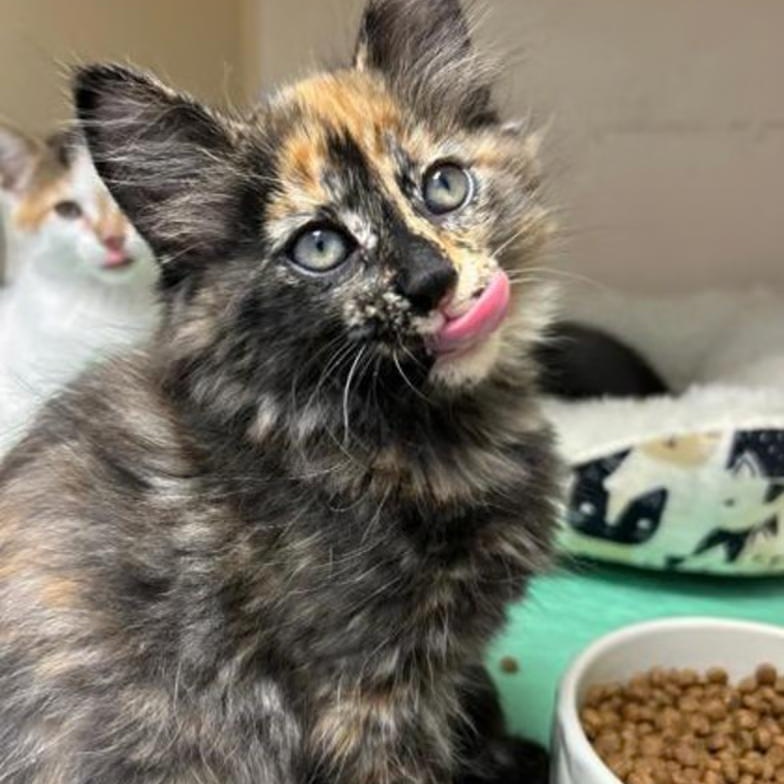 Enlarge BeBop MD 0626, an adopted Domestic Short Hair in West Bloomfield, MI image 2/2