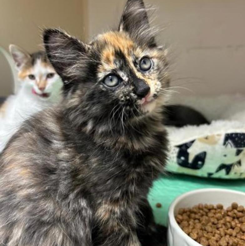 Enlarge BeBop MD 0626, an adopted Domestic Short Hair in West Bloomfield, MI image 1/2