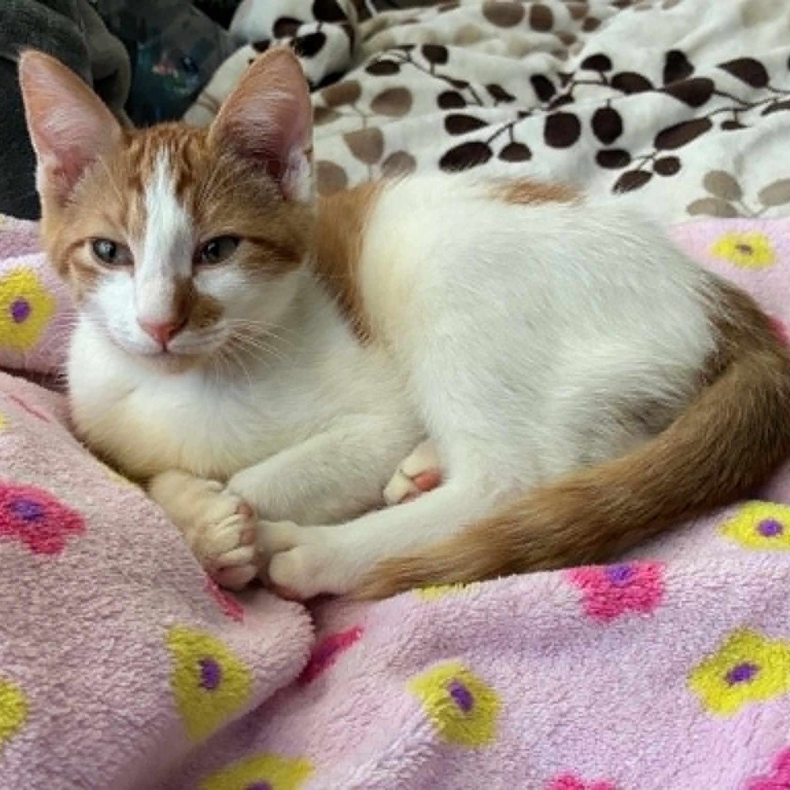 Fritter, adopted, Kitten Male Tabby & Domestic Short Hair.