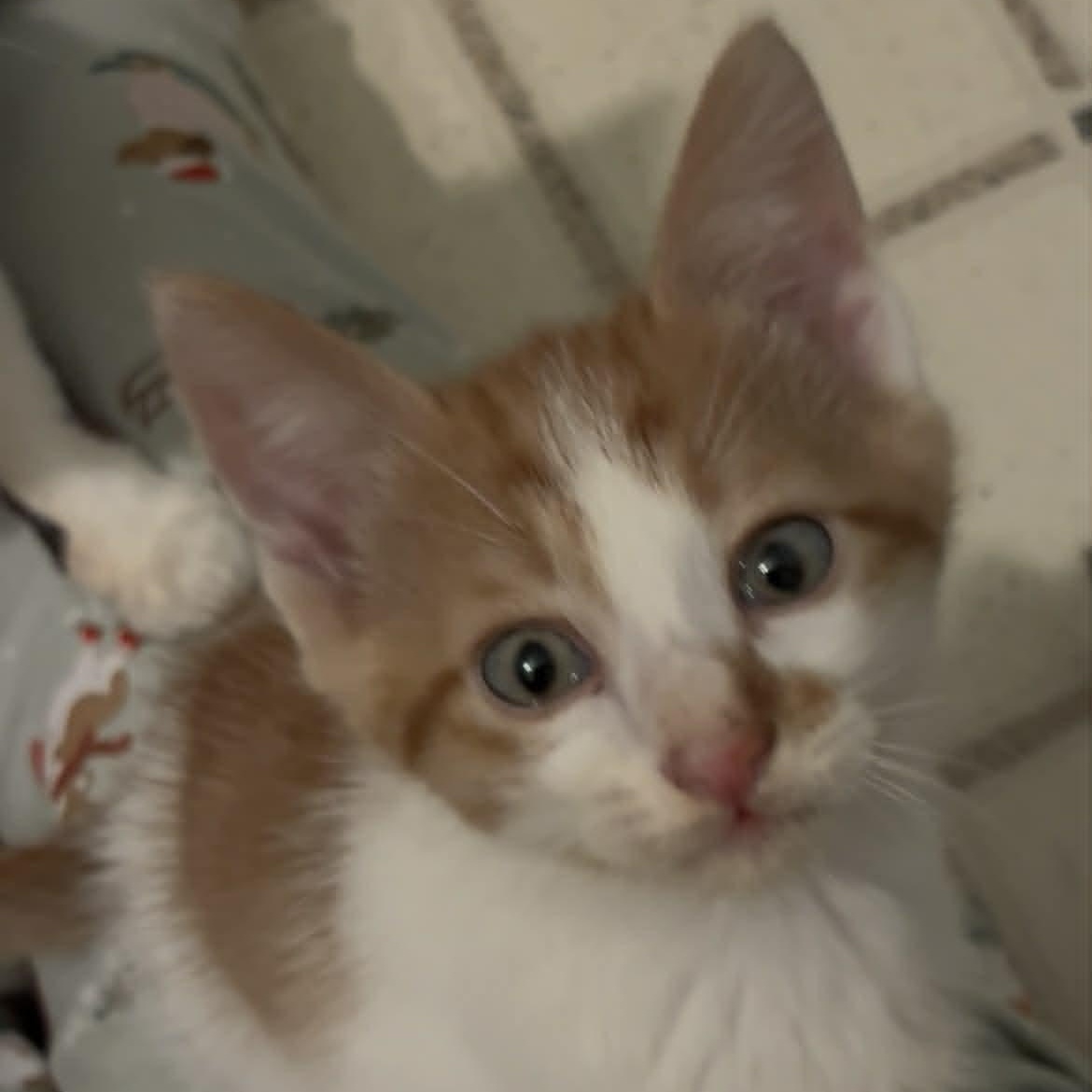 Fritter, an adopted mixed breed in Sacramento, CA image 2/5