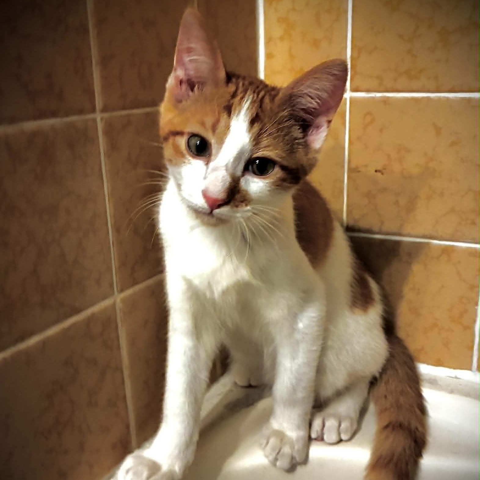 Fritter, an adopted mixed breed in Sacramento, CA image 3/5