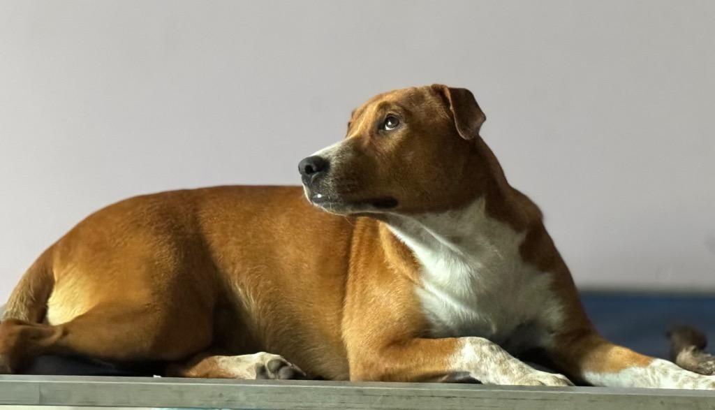 Enlarge Halsey, a Adoptable mixed breed in Waynesville, GA image 1/6