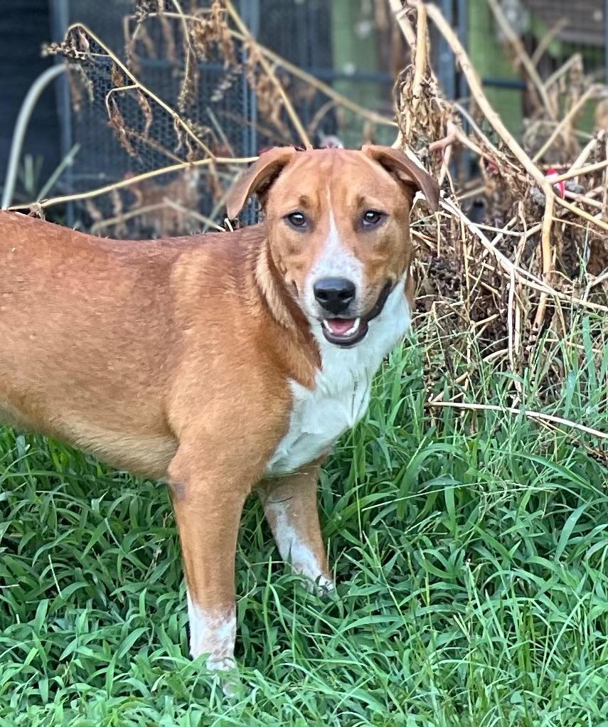 Enlarge Halsey, a Adoptable mixed breed in Waynesville, GA image 2/6
