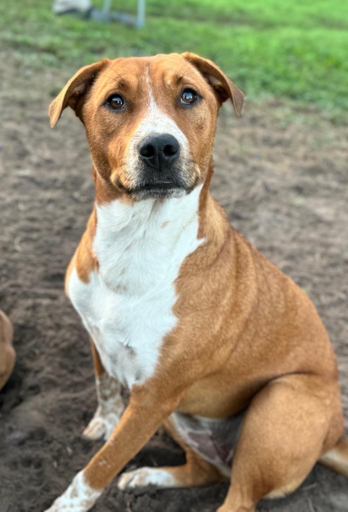 Enlarge Halsey, a Adoptable mixed breed in Waynesville, GA image 3/6
