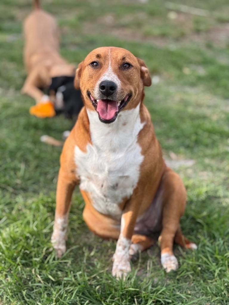 Enlarge Halsey, a Adoptable mixed breed in Waynesville, GA image 5/6