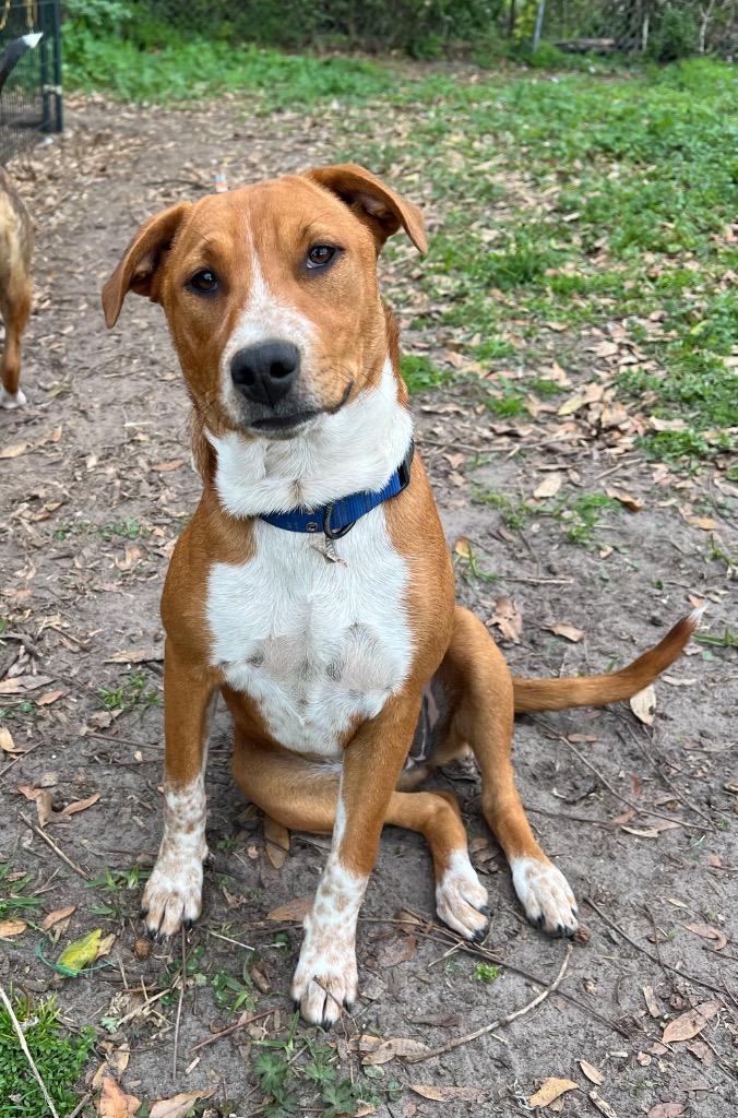 Enlarge Halsey, a Adoptable mixed breed in Waynesville, GA image 6/6