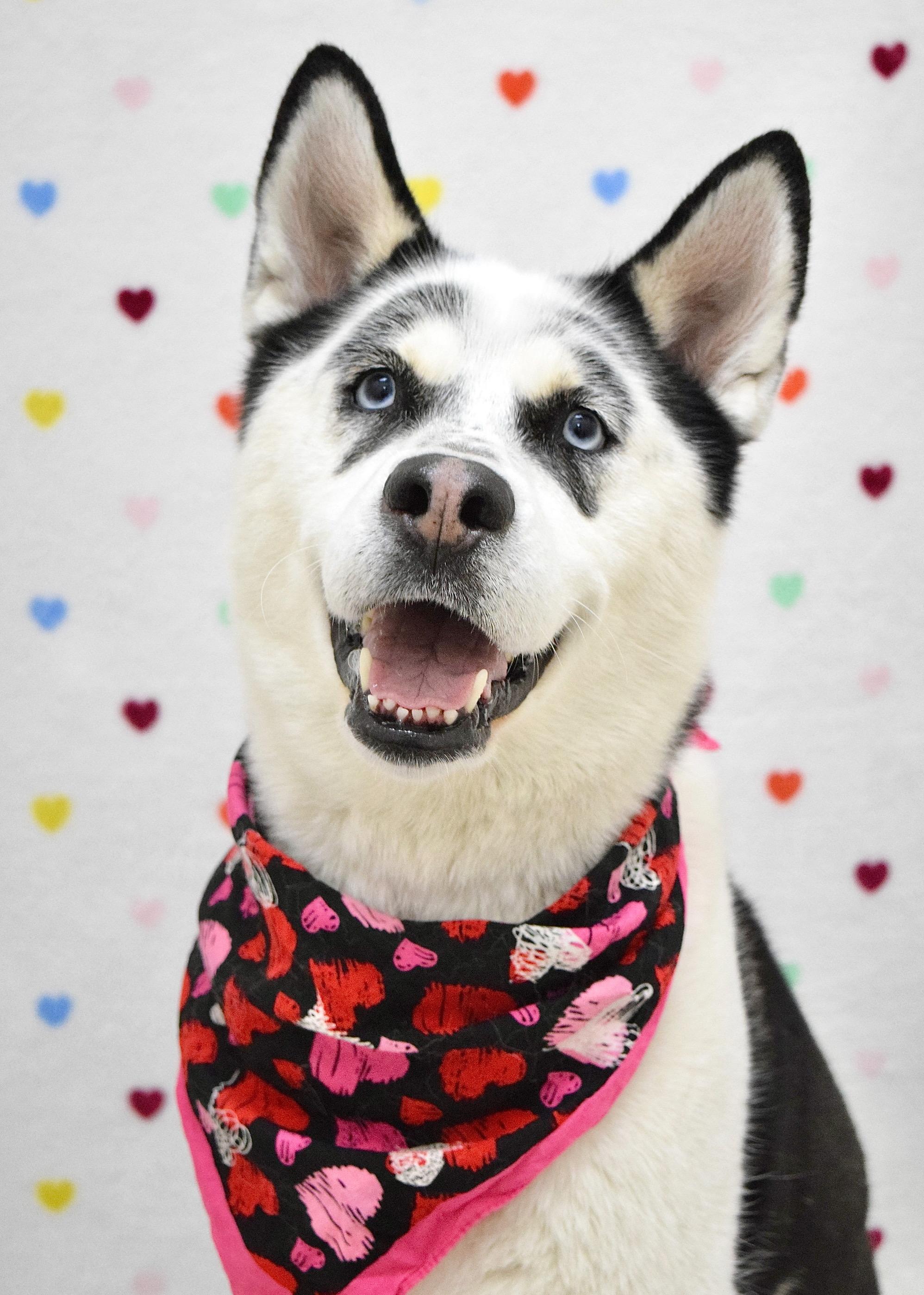Jensen, ADOPTABLE, Adult Male Siberian Husky & Akita.