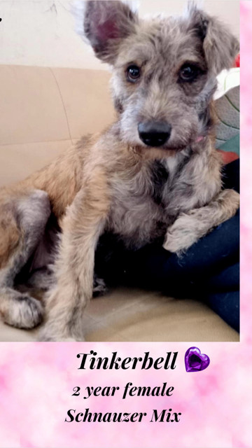 TINKERBELL - 2 YEAR SCHNAUZER MIX FEMALE, an adoptable Schnauzer in Mesa, AZ_image-1