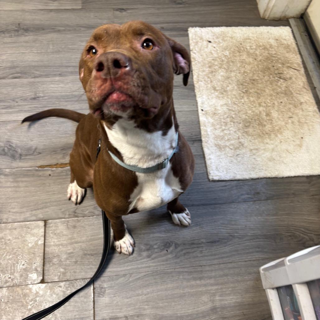 Drake, Adoptable, Adult Male Mixed Breed.