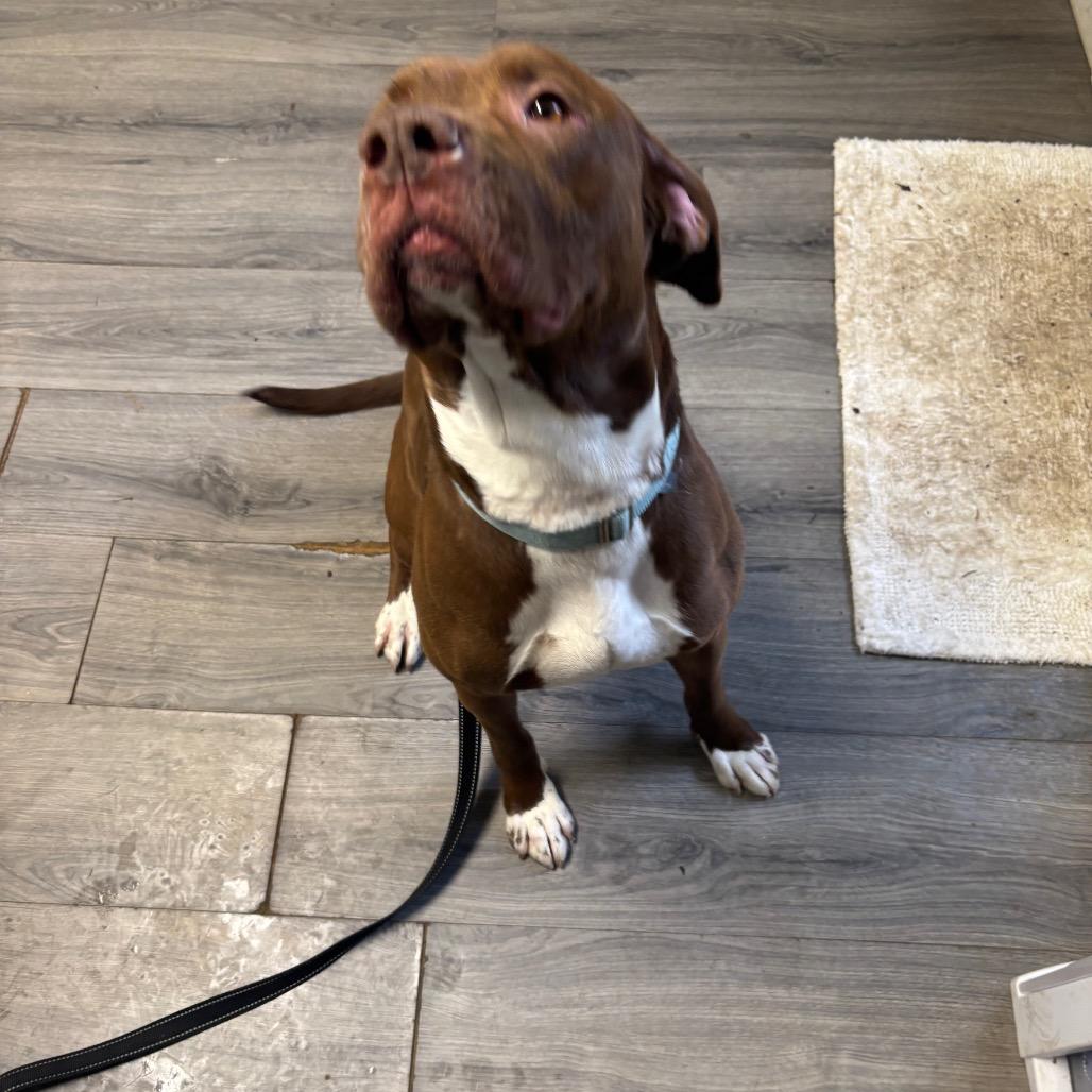 Enlarge Drake, a Adoptable Mixed Breed in Greenville, PA image 2/6