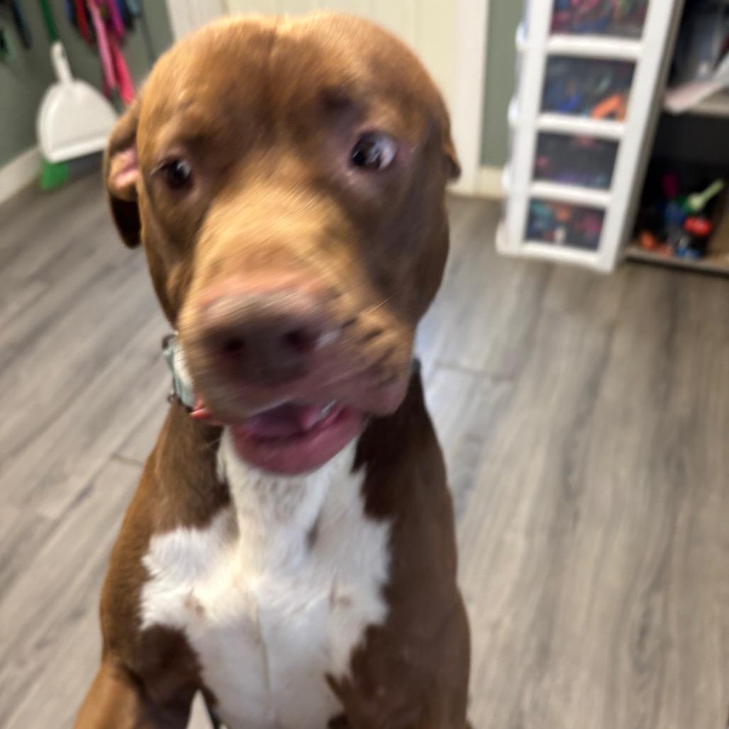 Enlarge Drake, a Adoptable Mixed Breed in Greenville, PA image 4/6