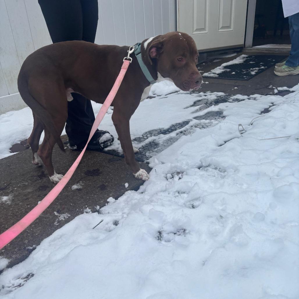 Enlarge Drake, a Adoptable Mixed Breed in Greenville, PA image 5/6