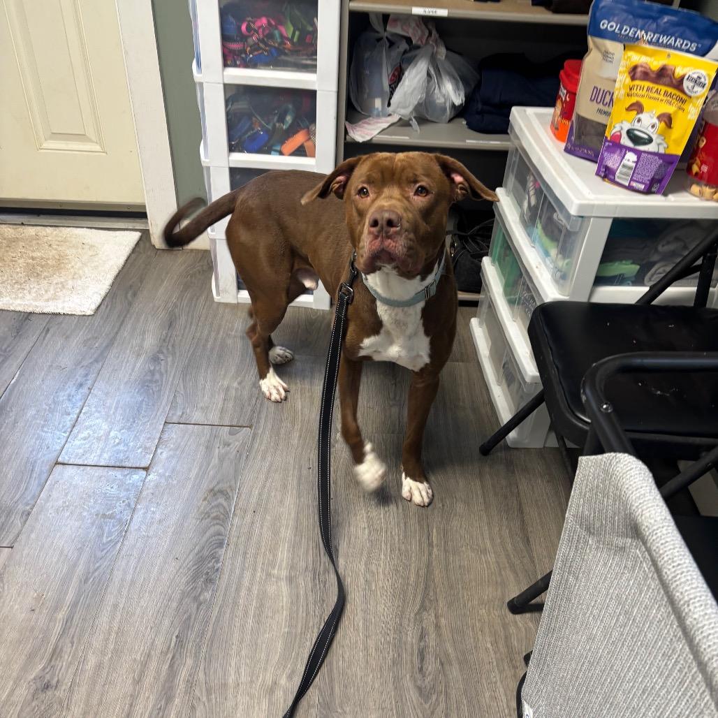 Enlarge Drake, a Adoptable Mixed Breed in Greenville, PA image 6/6