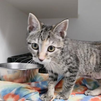 Autumn, Adoptable, Young Female Domestic Short Hair & Domestic Short Hair.