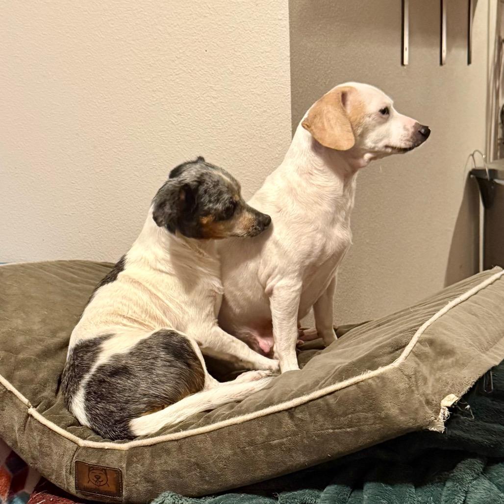 Morty, Adoptable, Senior Male Chihuahua.