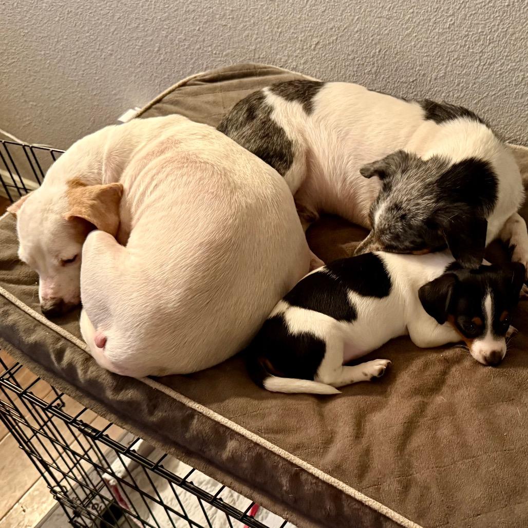 Enlarge Morty, a Adoptable Chihuahua in Ennis, TX image 3/6