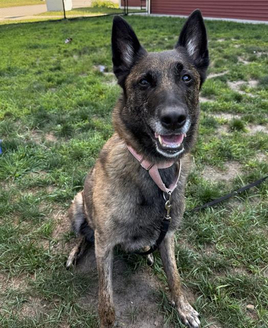 DESDAMONA, Adoptable, Adult Female Dutch Shepherd.